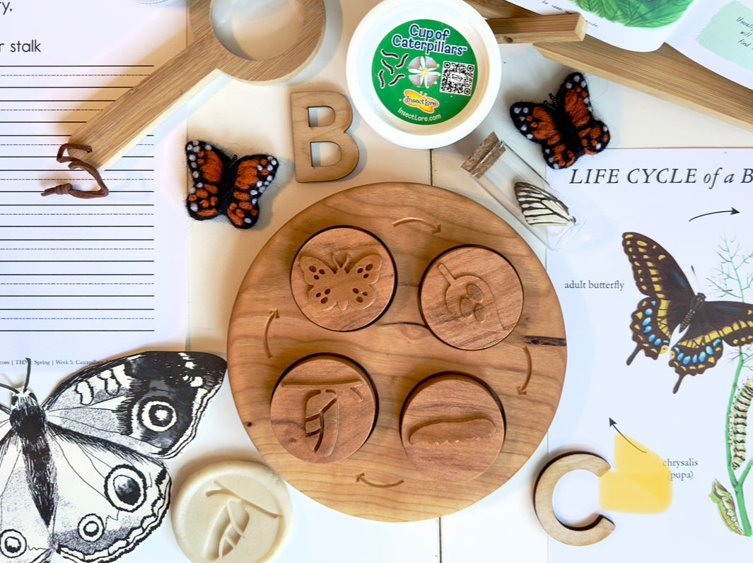 LIFE CYCLE 4 part cherry wood educational tray