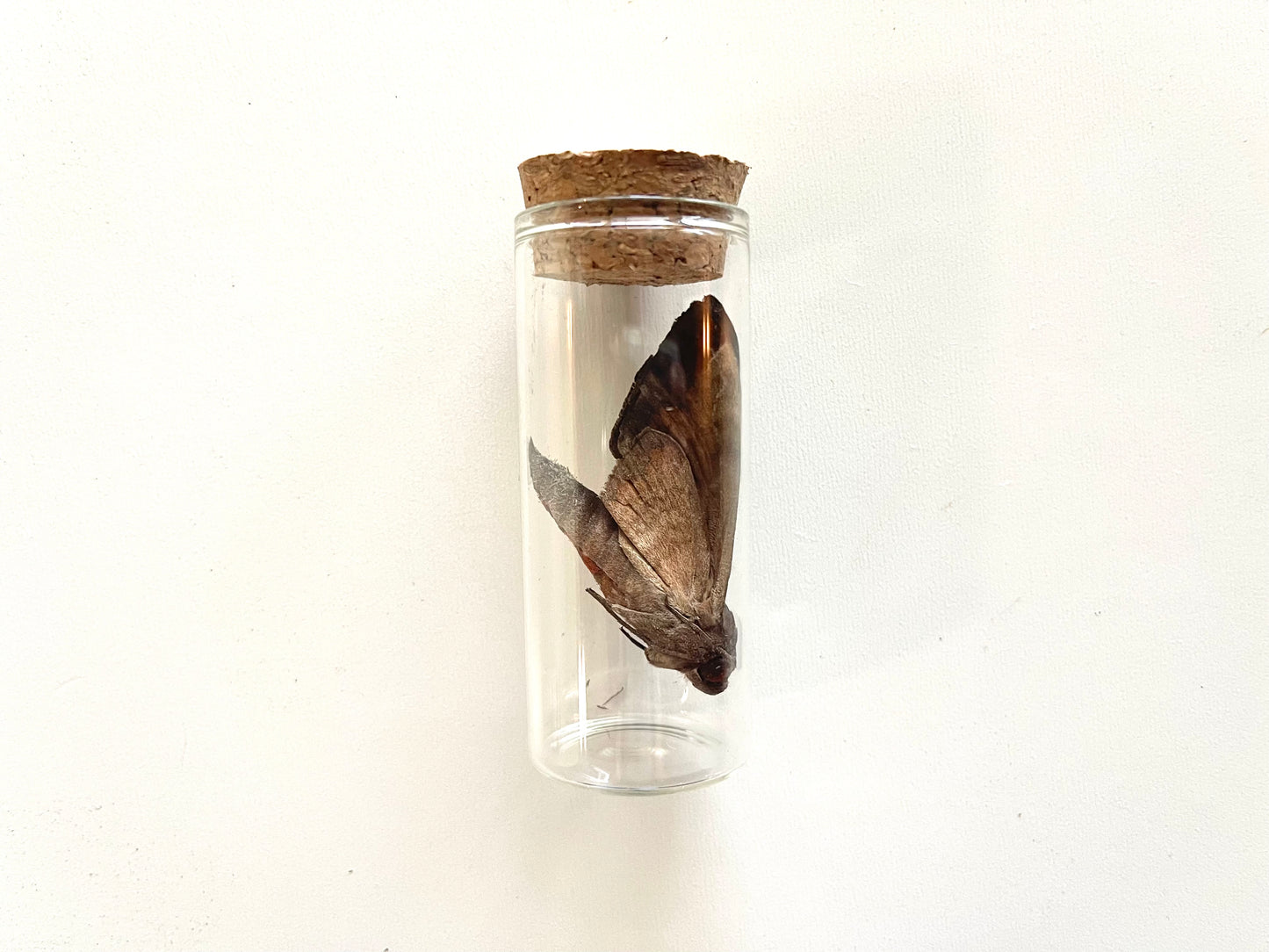 Real HAWK MOTH insect specimen in a glass jar