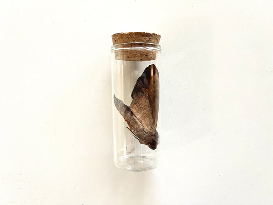 Real HAWK MOTH insect specimen in a glass jar