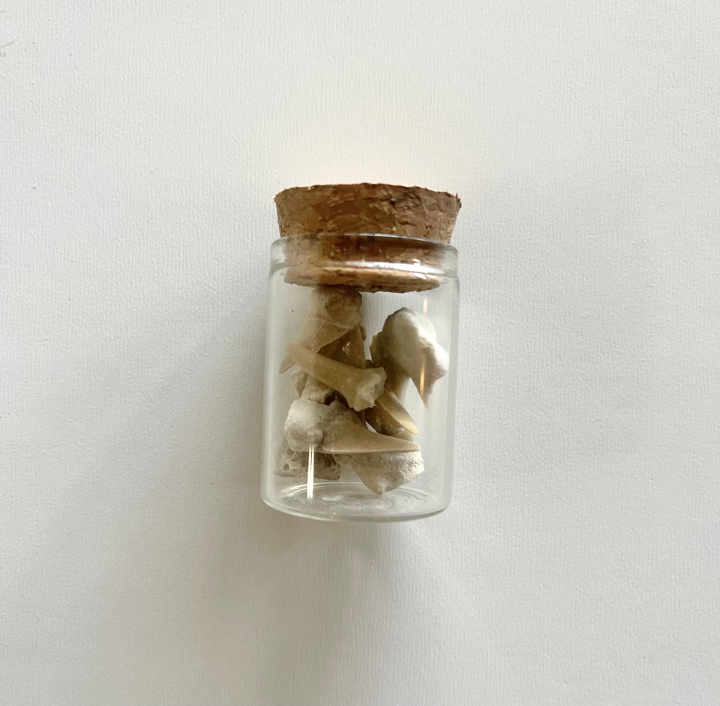 Sharks teeth specimen in glass jar 10 count