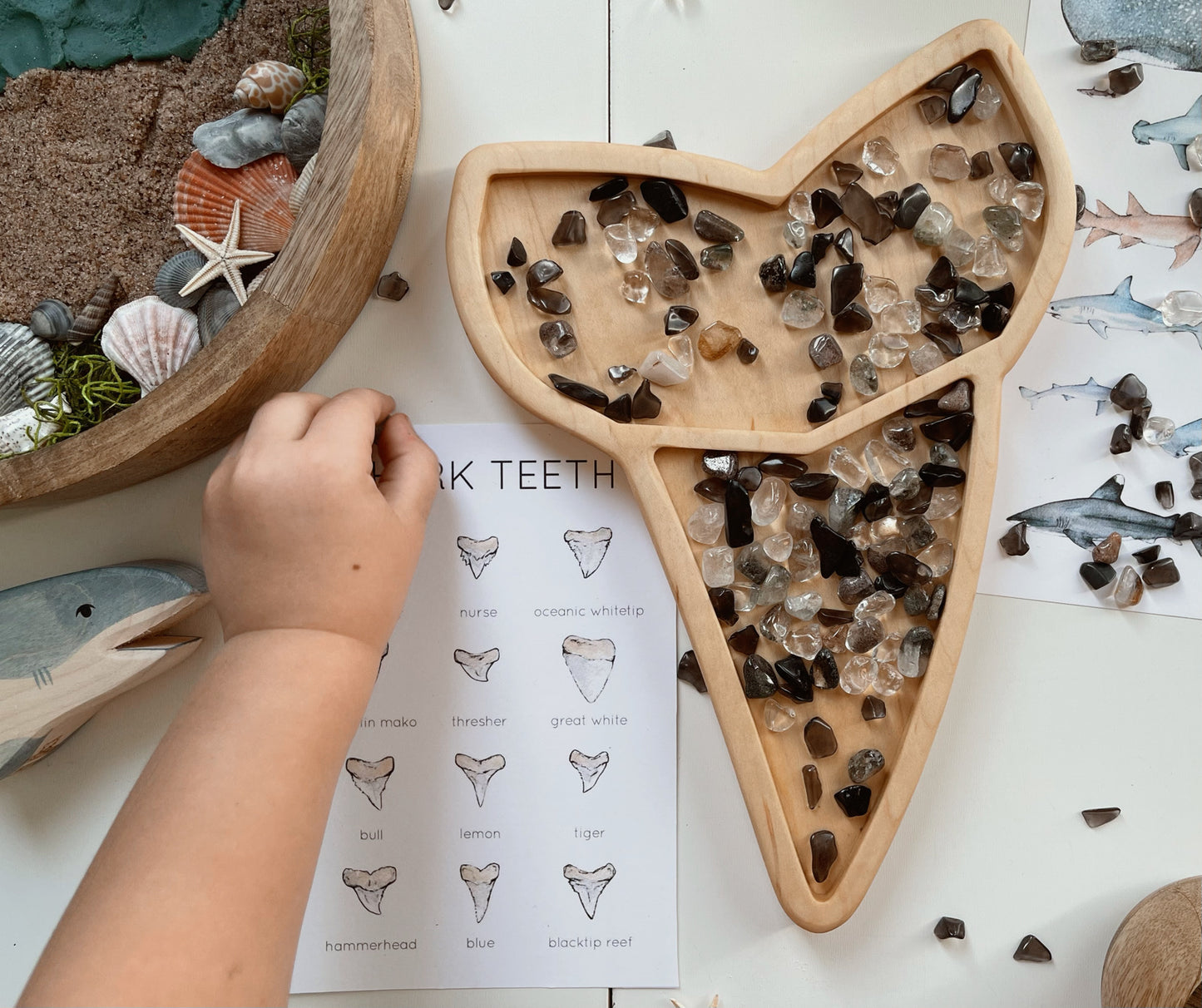 Shark tooth Fossil sensory tray