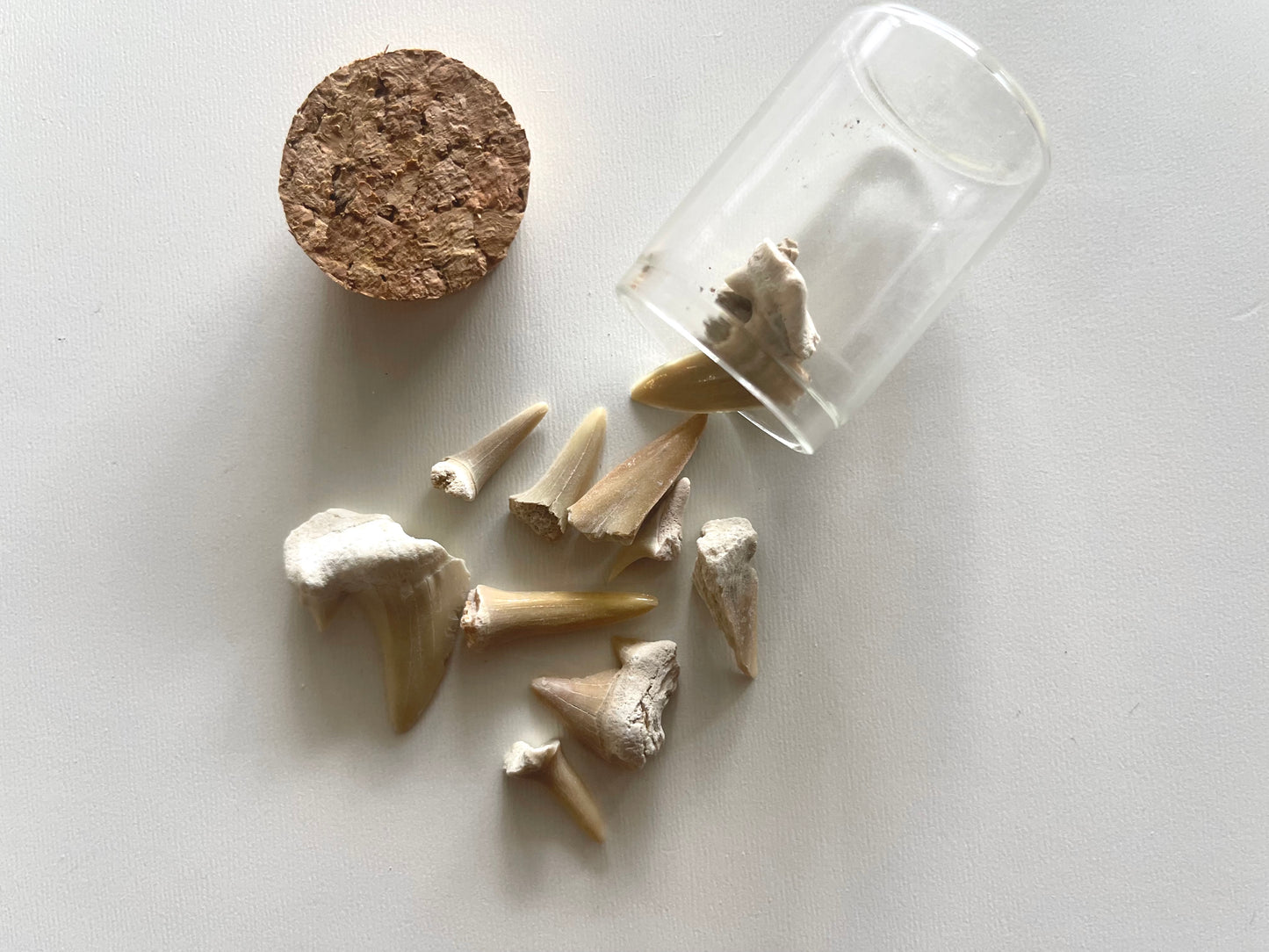 Sharks teeth specimen in glass jar 10 count