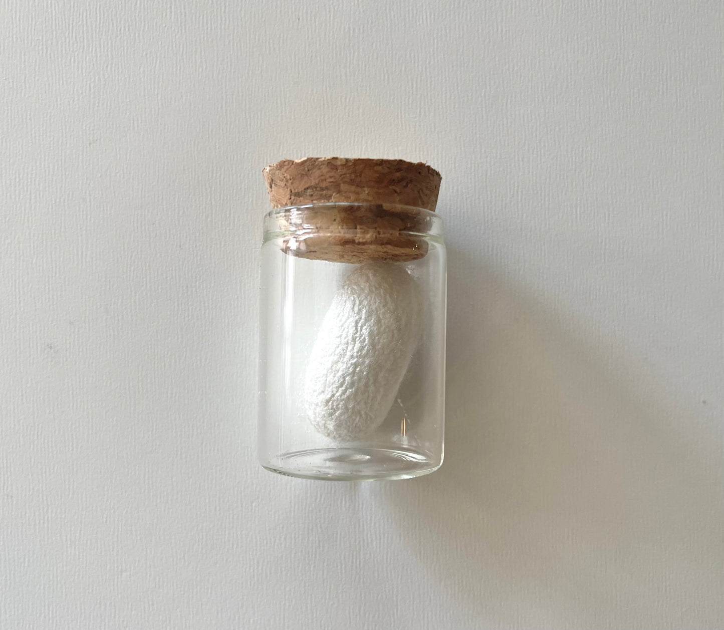 Silkworm cocoon insect specimen in a glass jar