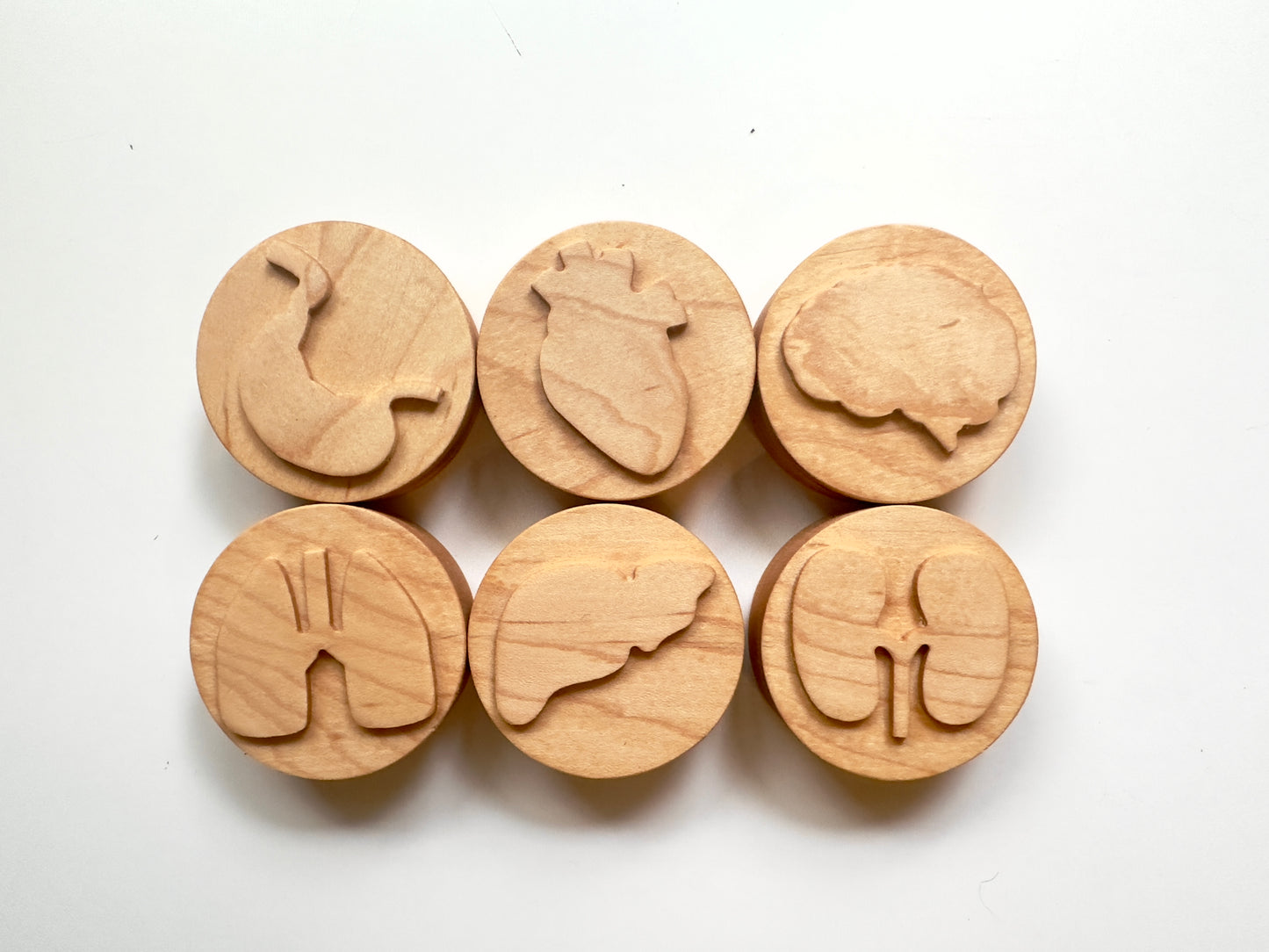 Anatomy body organs Maple wood playdough Stamp Set