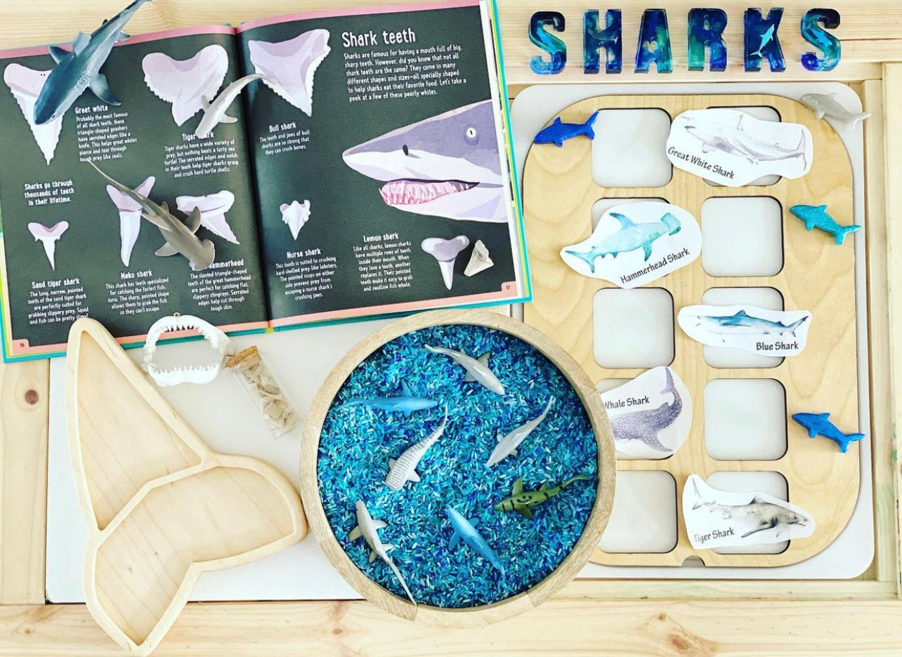 Shark tooth Fossil sensory tray