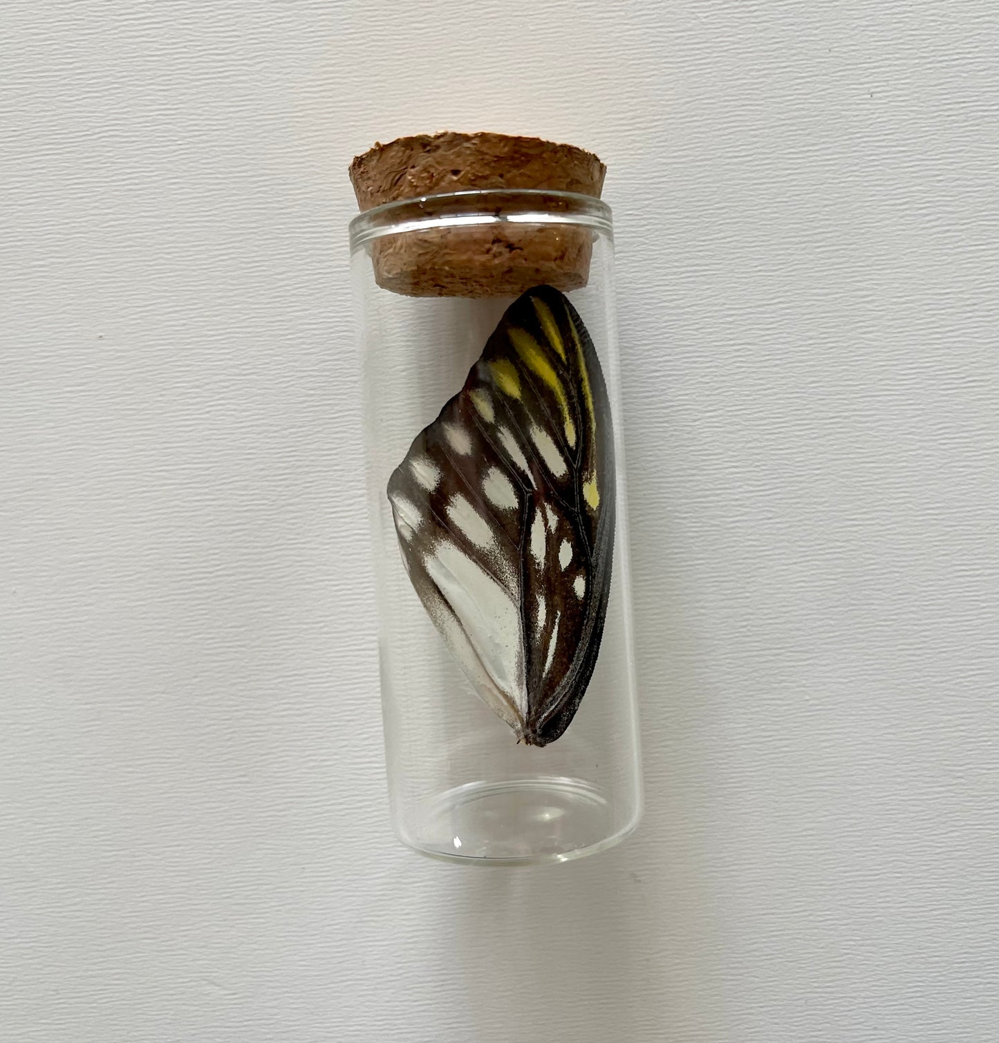 Real butterfly wing specimen in a glass jar