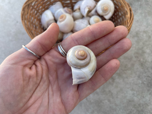 Snail shells set of 2