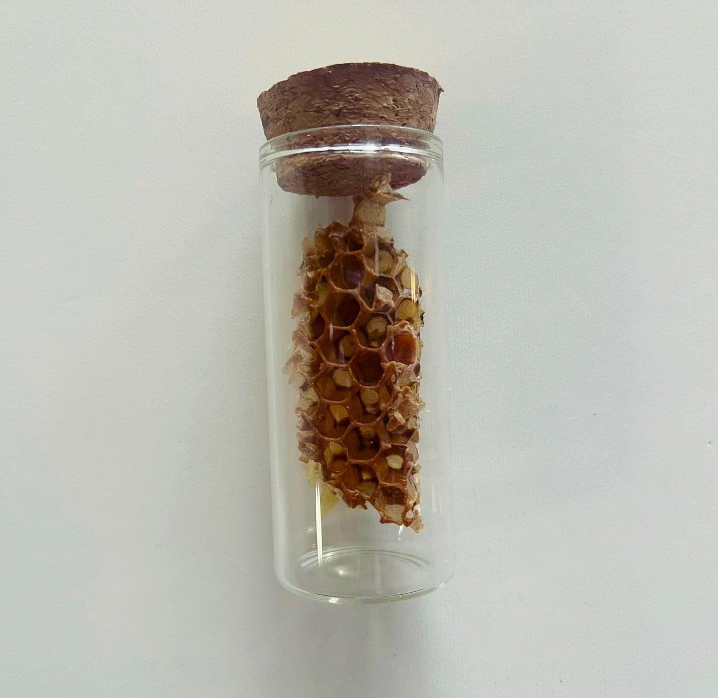 Honeycomb specimen in a glass jar