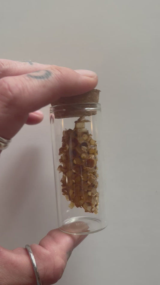 Honeycomb specimen in a glass jar